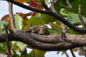 Cute squirrel sleeping  on a tree