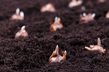 Muscari bulbs in dirt
