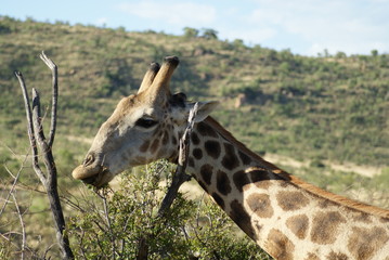 portrait of giraffe