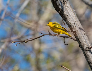 Yellow warbler in its natural environment. Yellow warbler