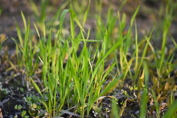 green grass on stone wall and grass look like a flower 