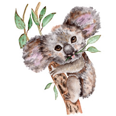 Watercolor Hand Drawn Koala Portrait