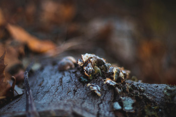 Macro Mushrooms