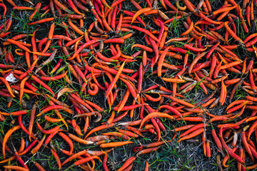 Indian red chili in a market and chilies on the floor, Indian Food