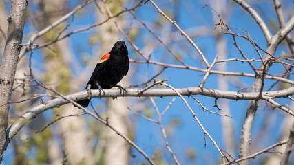 carouge has epaulettes in its natural environment. red-winged blackbird