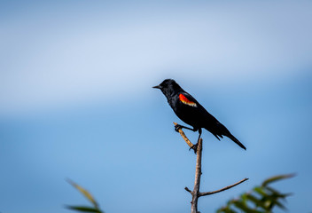 carouge has epaulettes in its natural environment. red-winged blackbird