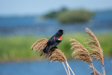 carouge has epaulettes in its natural environment. red-winged blackbird