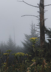 Foggy Trees