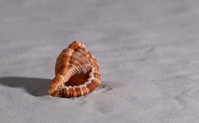 shell on the beach