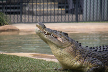 An eating crocodile