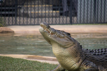 An eating crocodile