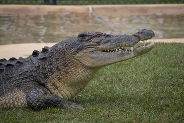 An eating crocodile