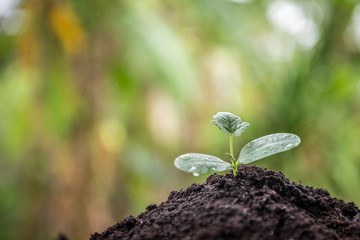 The seedling are growing in the soil.Selection focus at a seedling and natural Bokeh background.Concept love the World.
