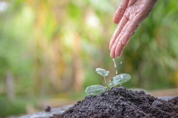 Drops of water from the tip of the hand down to water the seedlings to grow in the soil.