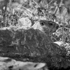 groundhog in its natural element. Marmot