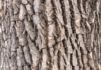 Texture of embossed bark of an old maple