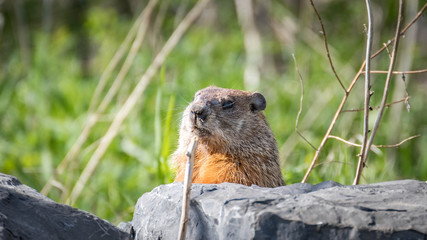groundhog in its natural element. Marmot
