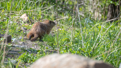 groundhog in its natural element. Marmot