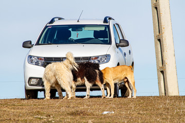 Obraz premium Shepherd dogs at work