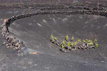 Weinanbau auf Lanzarote