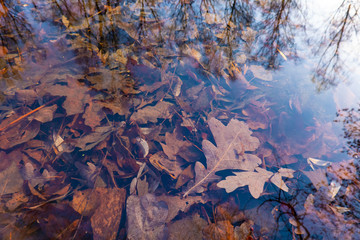 autumn leaves under water, nature textue