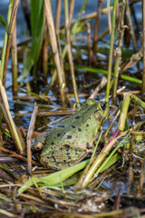 close-up of a green frog in a marsh