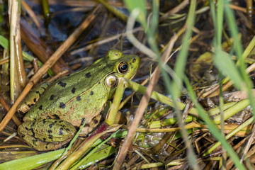 Naklejka premium close-up of a green frog in a marsh