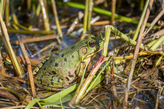 close-up of a green frog in a marsh