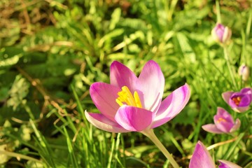 Fototapeta premium crocus in spring