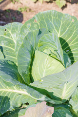 White cabbage grows on beds in the garden in the summer