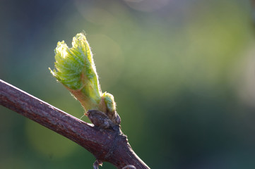 Young inflorescence of grapes on the vine close-up.Grape vine with young leaves and buds blooming on a grape vine in the vineyard. Spring buds sprouting/New leaves sprouting at the beginning of spring