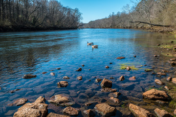 Canadian geese swimming on the river