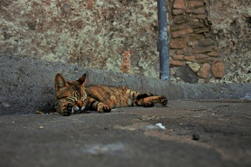 un gato tumbado mientras otro le observa junto a una farola 