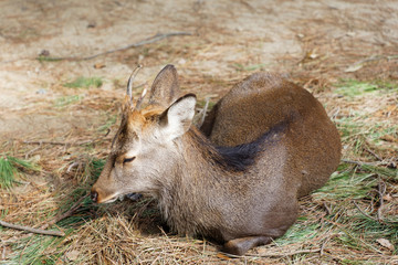 Closeup of cute, resting deer laying on the ground