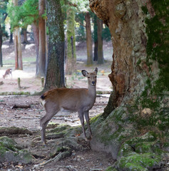 Obraz premium Deer standing in the forest close to a giant tree