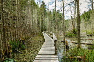 Natural ponds of the forest. Smuggler's Cove, Sunshine Coast, BC, Canada