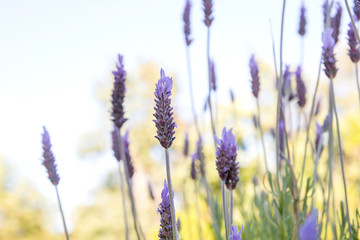 Lavender flowers blooming in spring