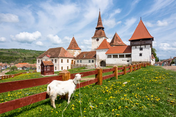 Goat in Archita saxon (german) village in Romania in Transylvania region with a view on a beutiful...