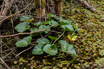 Thick wild growth on the forest floor.Smuggler's Cove, Sunshine Coast, BC, Canada