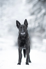 Dutch Shepherd dog portrait in winter time