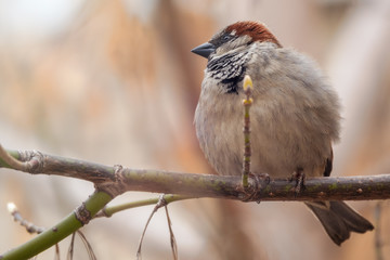 Sparrow sits on a branch without leaves.