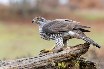 Adult Northern goshawk, Accipiter gentilis, perched on a log on an autumnal background. Spain