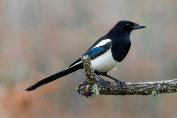 Common magpie, pica pica, perched on an oak branch on a uniform autumnal background. Spain