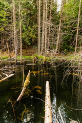 Survival after the forest fire. Smuggler's Cove, Sunshine Coast, BC, Canada