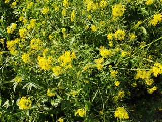 Background of wild Spring flowers