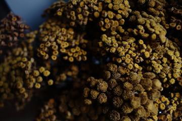background of common tansy detail