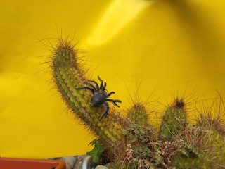 Decoration black spider climbing a cactus plant with yellow background