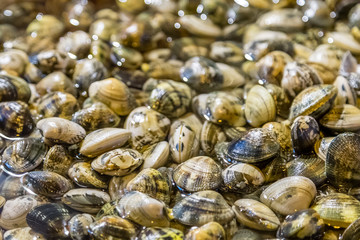 clams for sale