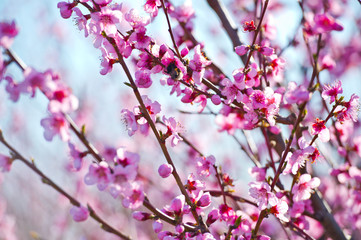 Blossoming peach tree branches, the background blurred