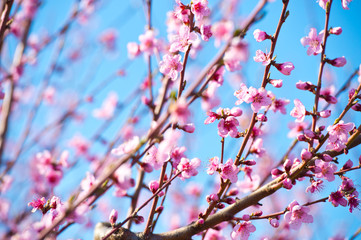 Blossoming peach tree branches, the background blurred